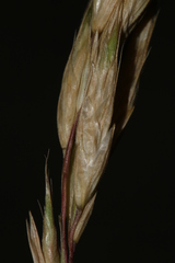 Bromus hordeaceus thominei