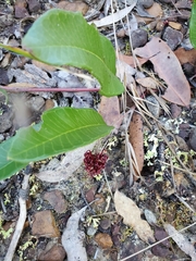 Grevillea laurifolia