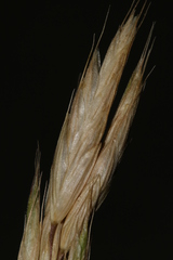 Bromus hordeaceus thominei