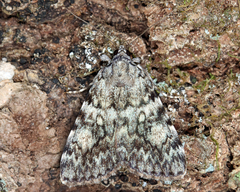 Catocala lineella