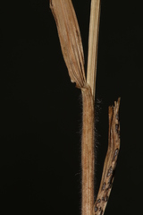 Bromus hordeaceus thominei