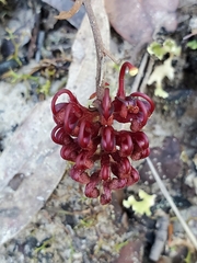 Grevillea laurifolia