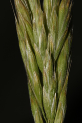 Bromus hordeaceus thominei
