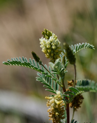 Astragalus pycnostachyus pycnostachyus