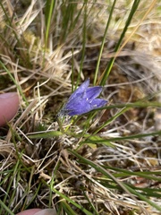 Campanula lasiocarpa