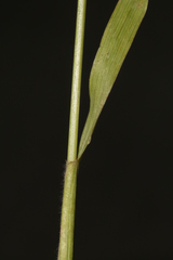 Bromus hordeaceus thominei