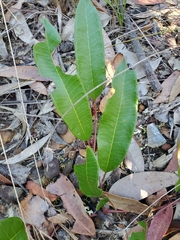 Grevillea laurifolia