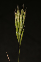 Bromus hordeaceus thominei