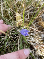 Campanula lasiocarpa