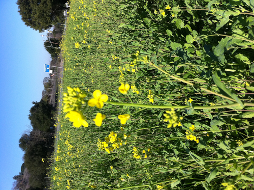 Rübsen (Pflanze) (Brassica rapa): Herkunft und Verwendung — Foto 1