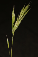 Bromus hordeaceus thominei