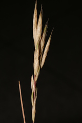Bromus hordeaceus thominei