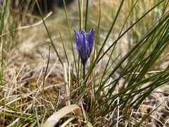 Campanula lasiocarpa