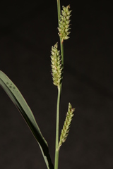 Echinochloa colona