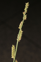 Echinochloa colona