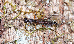 Poemeniinae