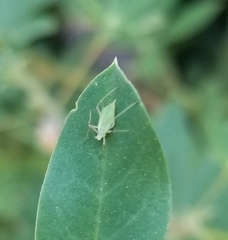 Macrosiphum albifrons