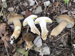 Boletus atkinsonii