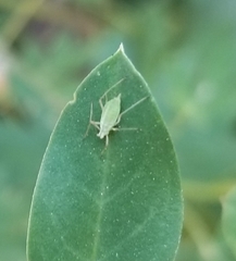 Macrosiphum albifrons