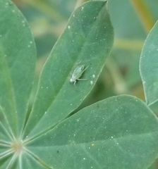Macrosiphum albifrons