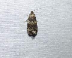 Olethreutes valdanum