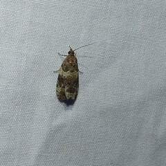 Olethreutes valdanum