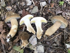 Boletus atkinsonii