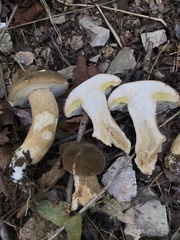 Boletus atkinsonii