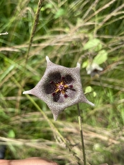 Dictyanthus