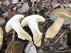 Boletus atkinsonii
