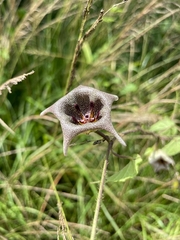Dictyanthus