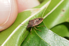 Dendrocoris humeralis