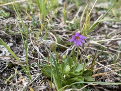 Primula cuneifolia