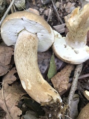 Boletus atkinsonii