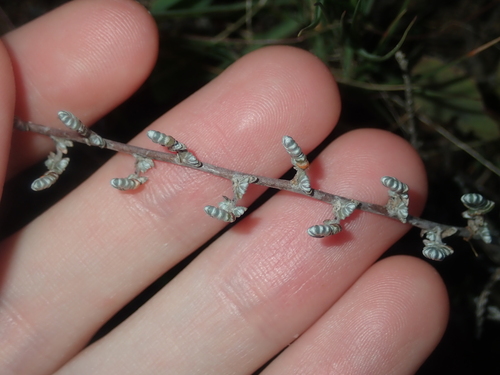 Image of Wilsonia humilis by (c) Thomas Mesaglio, some rights reserved (CC BY)