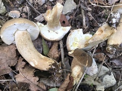 Boletus atkinsonii