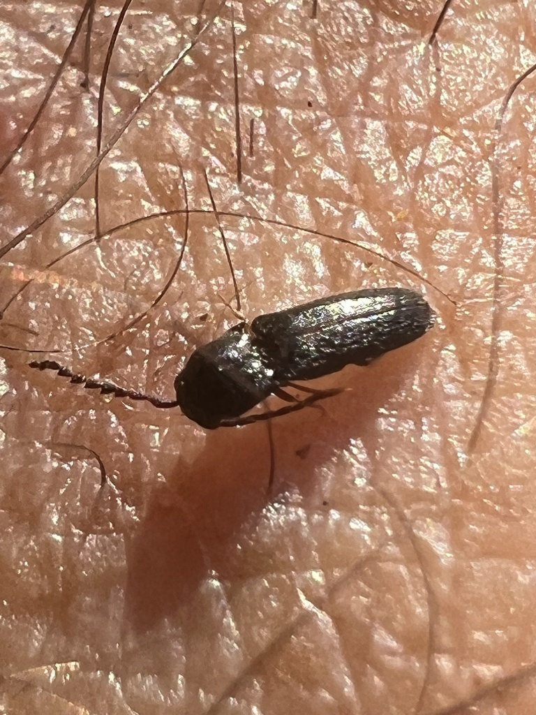 Microrhagus triangularis