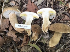 Boletus atkinsonii