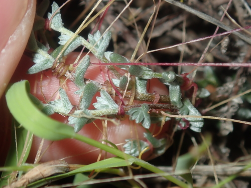 Image of Wilsonia humilis by (c) Thomas Mesaglio, some rights reserved (CC BY)