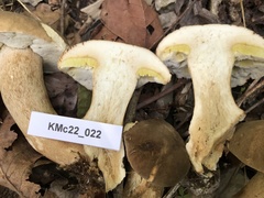 Boletus atkinsonii