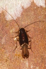 Anisopygia