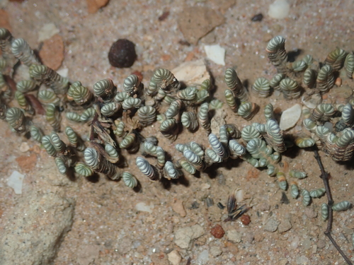 Image of Wilsonia humilis by (c) Thomas Mesaglio, some rights reserved (CC BY)