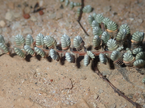 Image of Wilsonia humilis by (c) Thomas Mesaglio, some rights reserved (CC BY)