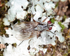 Eustalomyia