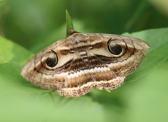 Spirama retorta