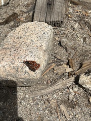 Euphydryas chalcedona sierra