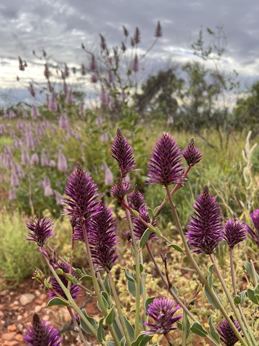 Ptilotus exaltatus iNat (3)