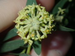 Pimelea microcephala