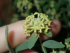 Pimelea microcephala