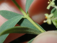 Pimelea microcephala